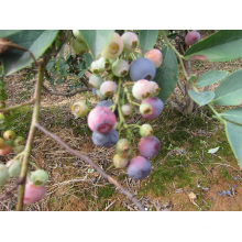 Individual de congelación rápida Blueberry orgánico Zl-1060